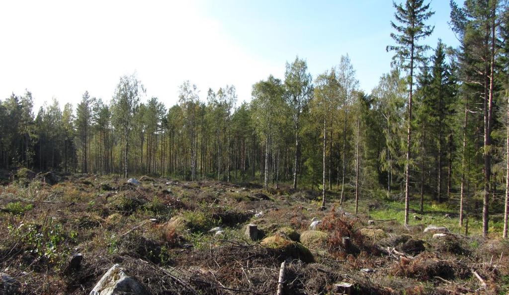 S i d a 5 Bild 2. Vy från planområdets sydöstra del mot Verkesviken. 3.1.2 Naturmiljön Planområdet består av talldominerad sandig skogsmark av varierande ålder.