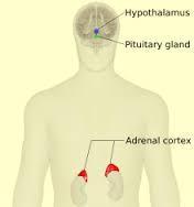 (hypothalamus-hypofysbinjurebarken), som frisätter kortisol.