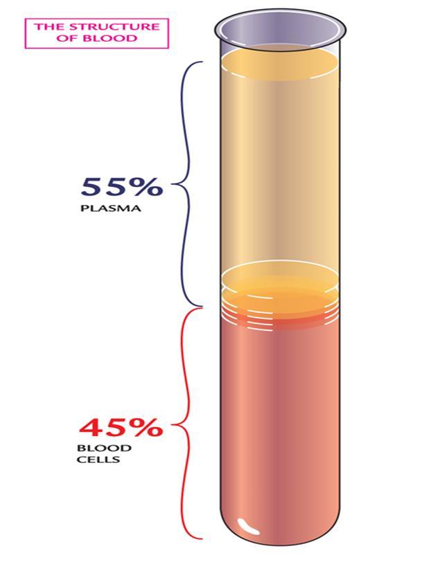 Blodets struktur Det finns tre typer av blodceller - erytrocyter, leukocyter och trombocyter: Erytrocyter röda blodkroppar bikonkava (inåtbuktade på båda sidor) kärnfria diskar.