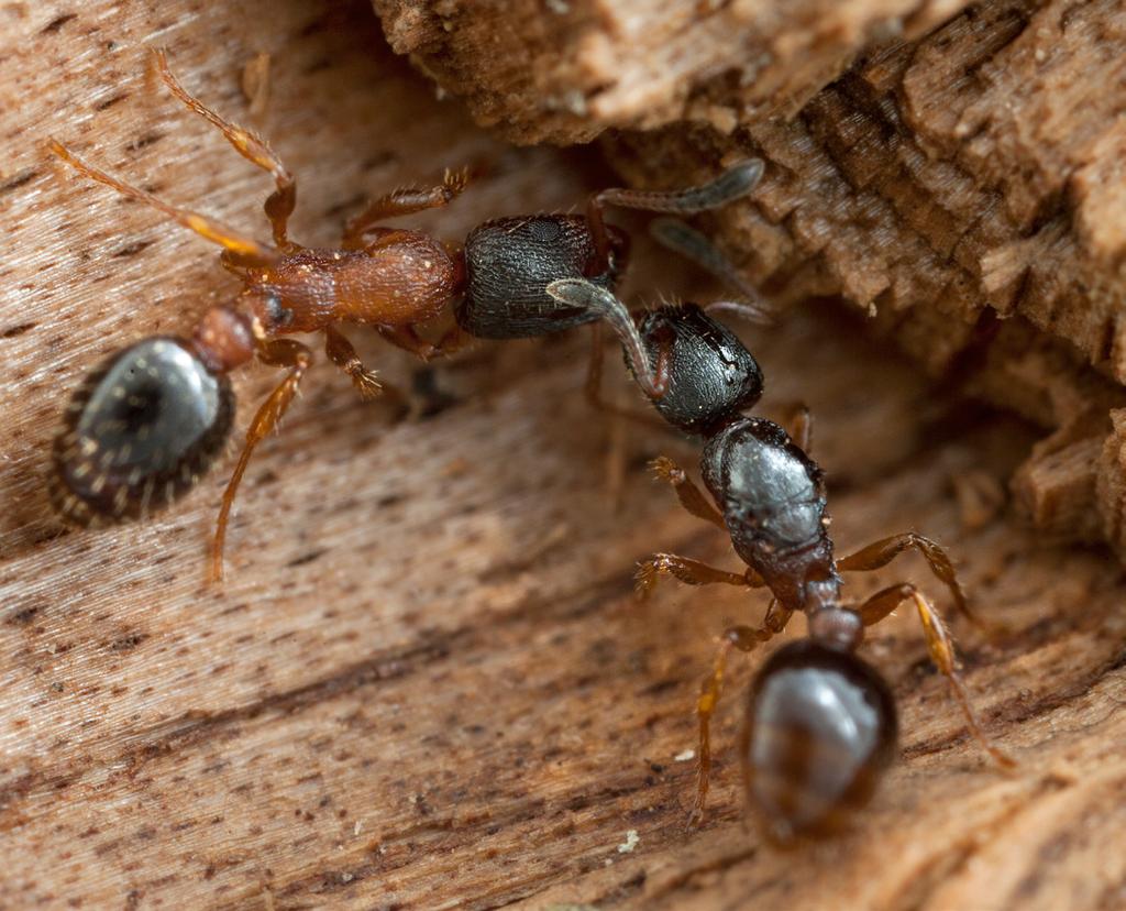 12 nationalnyckeln till sveriges flora och fauna 1. De orangebruna arbetarna av amasonmyra Polyergus rufescens har svart slavmyra Formica fusca som slavar.