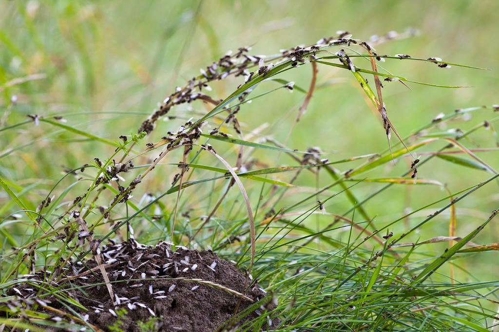 formicidae 13 meter bort hos amasonmyra, insamlas en ansenlig mängd slavar. Ofta är slavarna mångdubbelt fler än parasitmyrorna i boet.