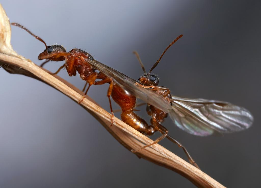 14 nationalnyckeln till sveriges flora och fauna Parning hos en rödmyreart Myrmica sp. Drottningen ses till vänster och hanen bakom henne. parning.