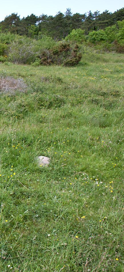 Endast 16 av våra 81 myrarter bygger stackar, och i ett glo balt perspektiv är myrstacken en sällsynt företeelse. Myrornas val av boplats varierar, men de flesta bor i marken.