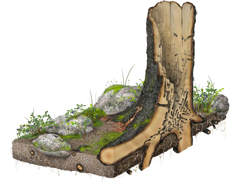 16 nationalnyckeln till sveriges flora och fauna Myrornas bon. Den allmänna uppfattningen är nog att myror bor i myrstackar, men så är det inte för de flesta arter.