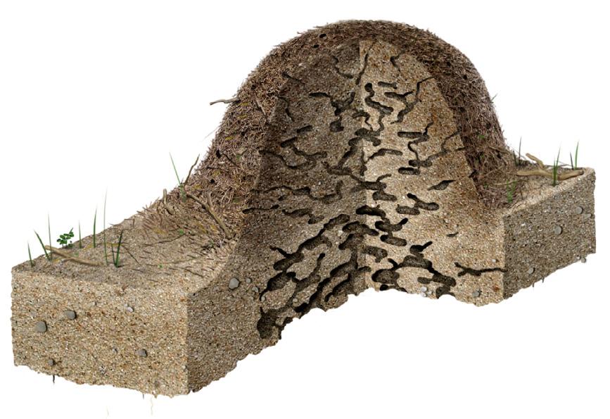 Bilderna visar hur bon kan se ut såväl utifrån som inuti hos släkten som oftast bygger liknande bon (ibland någon art som har ett mycket speciellt bo).