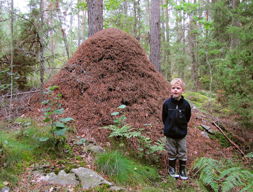 I lövskog är det småkvistar och bladskaft som dominerar, och på ö ppen mark till kommer bitar av gräs, örter och mossa.