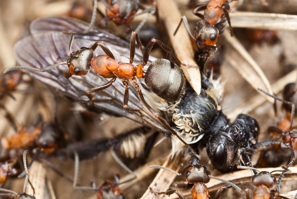 18 nationalnyckeln till sveriges flora och fauna Myror angriper en hona av sandbi Andrena sp. som nyligen kläckt och krupit upp på marken. Hur och vad äter myrorna Myror är i det närmaste allätare.