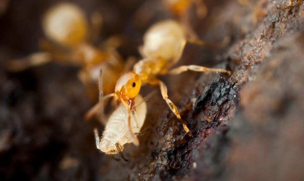 formicidae 19 Växtsafterna som myrorna i mycket hög grad lever av är de som passerat tarmen hos bladlöss och andra växtsugare (Homoptera).