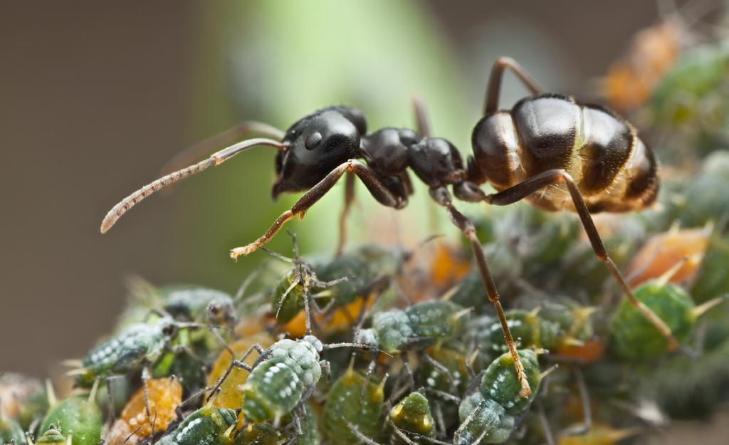 Denna starkt sockerhaltiga vätska kallas för honungsdagg och är begärlig för många insekter inte minst för myror, som ofta slickar i sig honungsdaggen direkt från bladlössens analöppning.