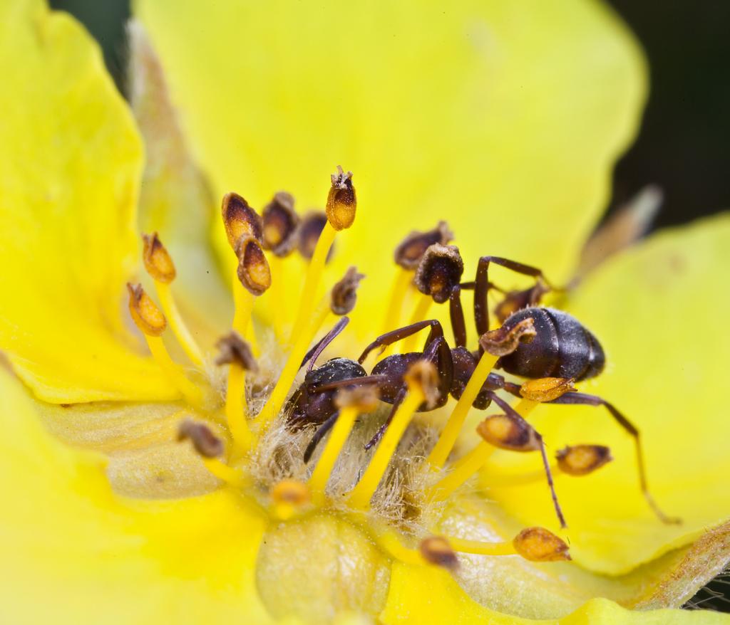På bilden ses en arbetare av trädgårdsrödmyra Myrmica rubra.