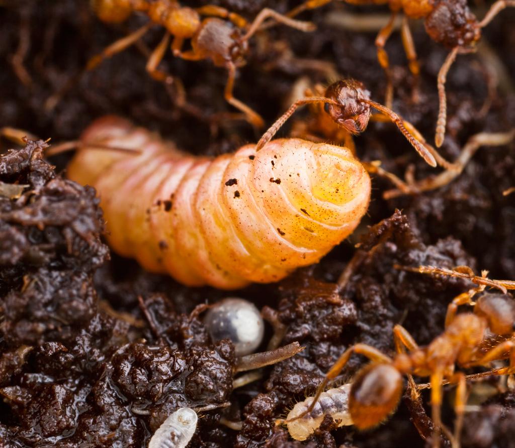 Ung larv av alkonblåvinge äter av värdväxten klockgentiana. 2. Larv av alkonblåvinge transporteras av en arbetare sandrödmyra Myrmica rugulosa. 3.