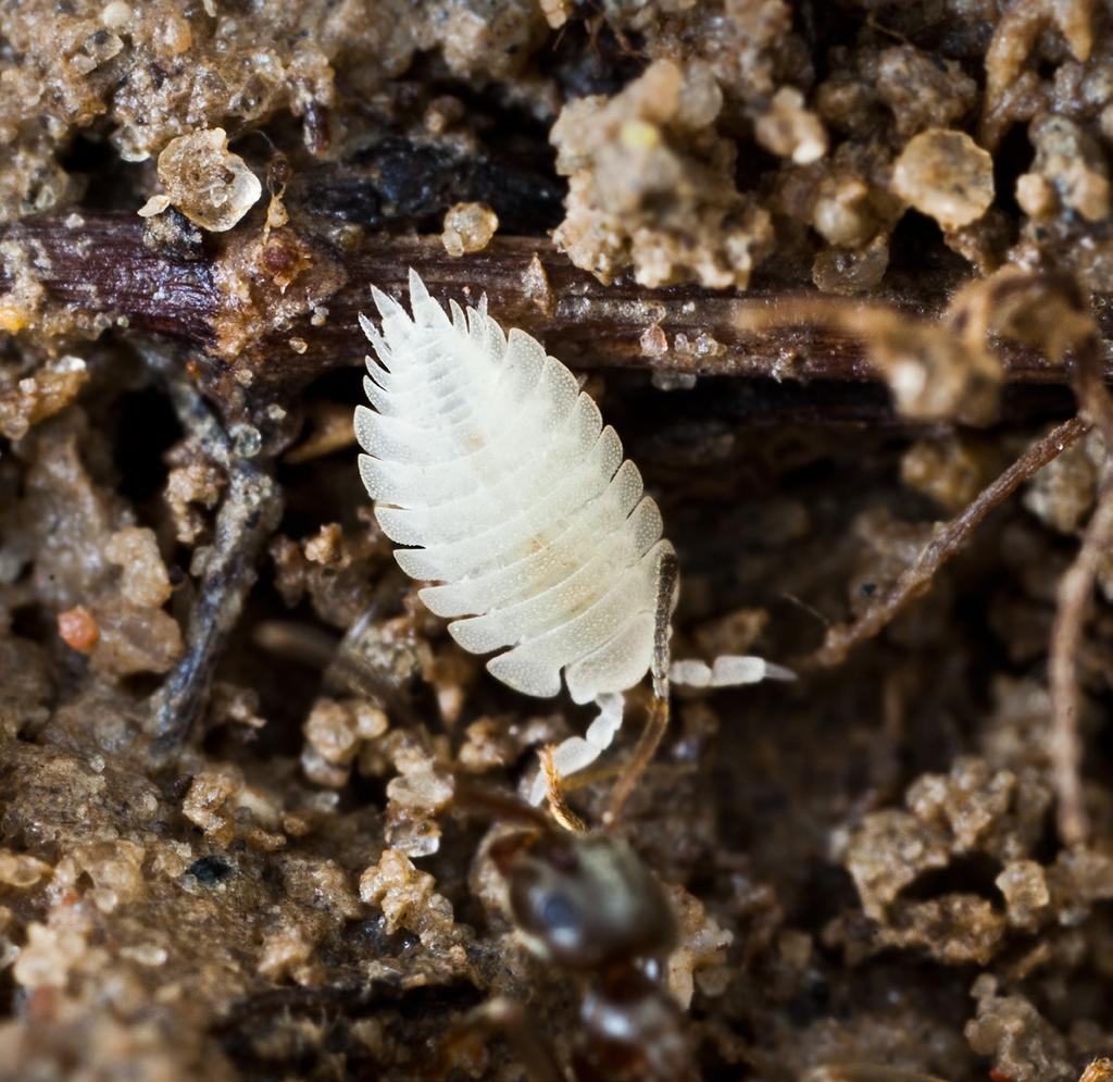 22 nationalnyckeln till sveriges flora och fauna Det finns många insekter och andra småkryp som lever hos myror. Nedan visas några exempel på olika myrgäster. 1.
