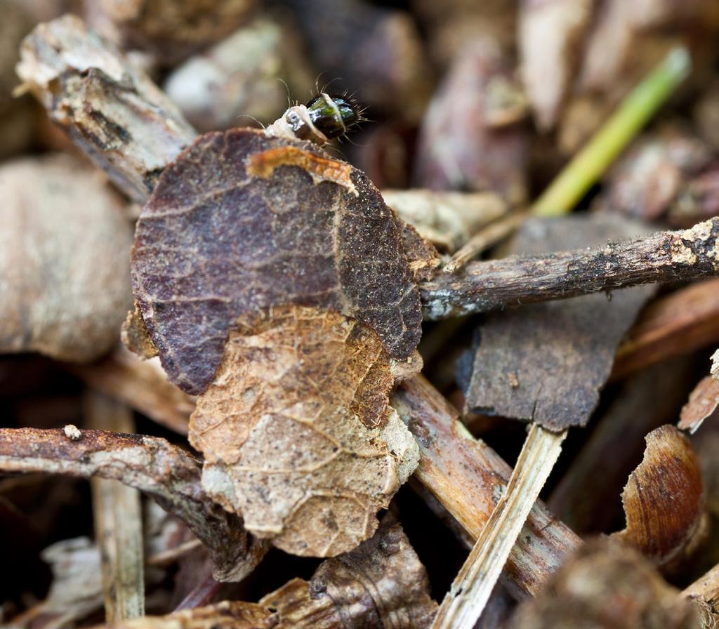 Myrgäster och parasiter Myrgäster, eller myrmekofiler som de också kalllas, är de insekter och andra småkryp som lever hos myror.