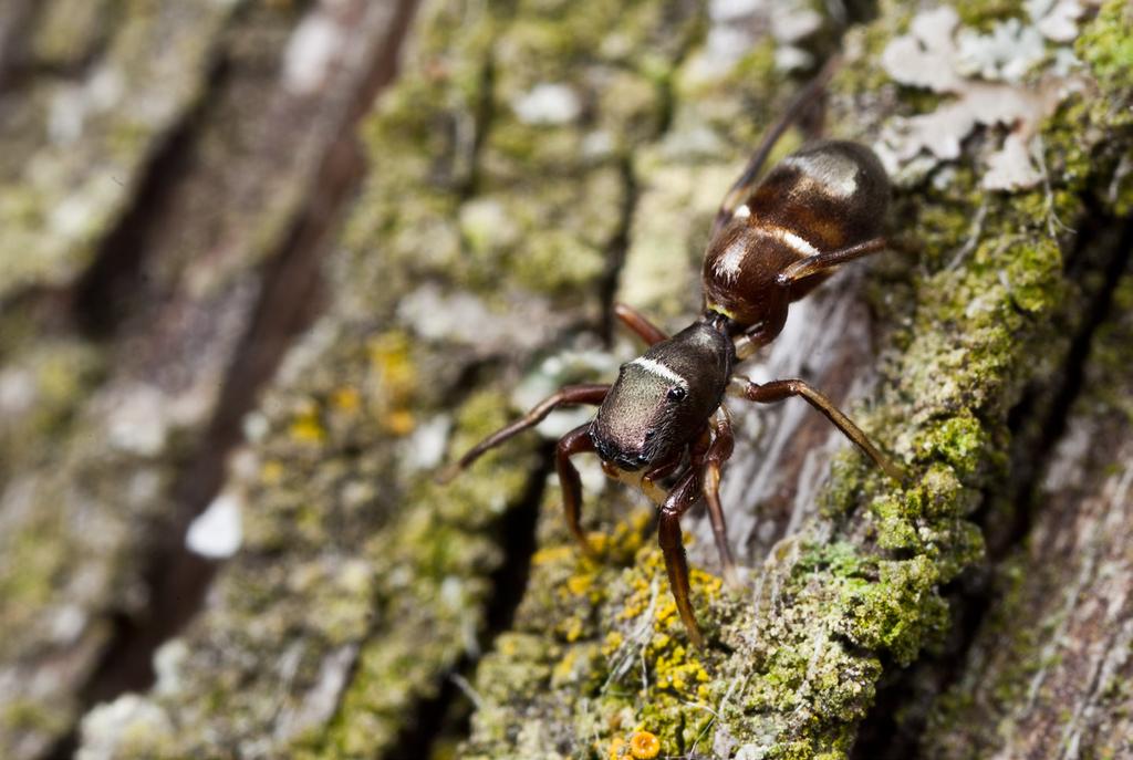 24 nationalnyckeln till sveriges flora och fauna De flesta myror visar ett stort intresse för vissa frön, som de bär hem till boet.