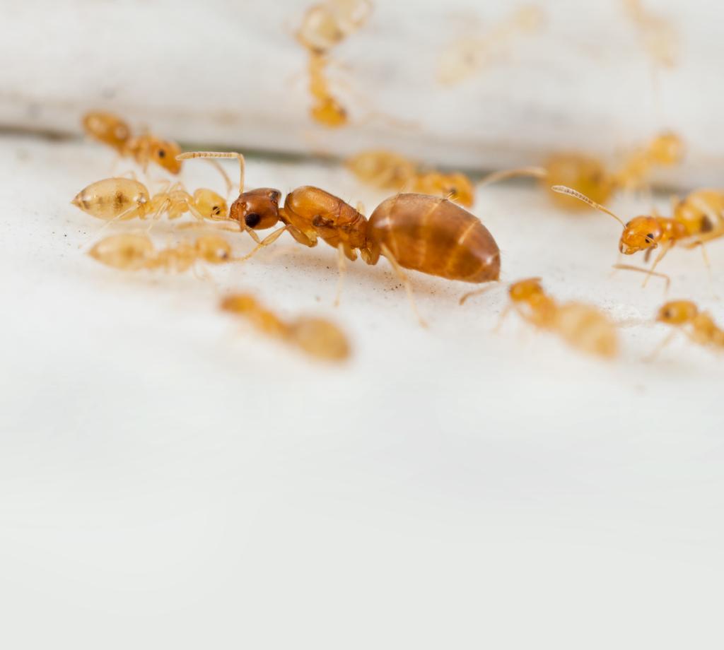 26 nationalnyckeln till sveriges flora och fauna rör sig på marken faller lätt ned i dessa gropar och har svårt att ta sig upp i den lösa sanden, särskilt som myrlejonet hjälper till genom att