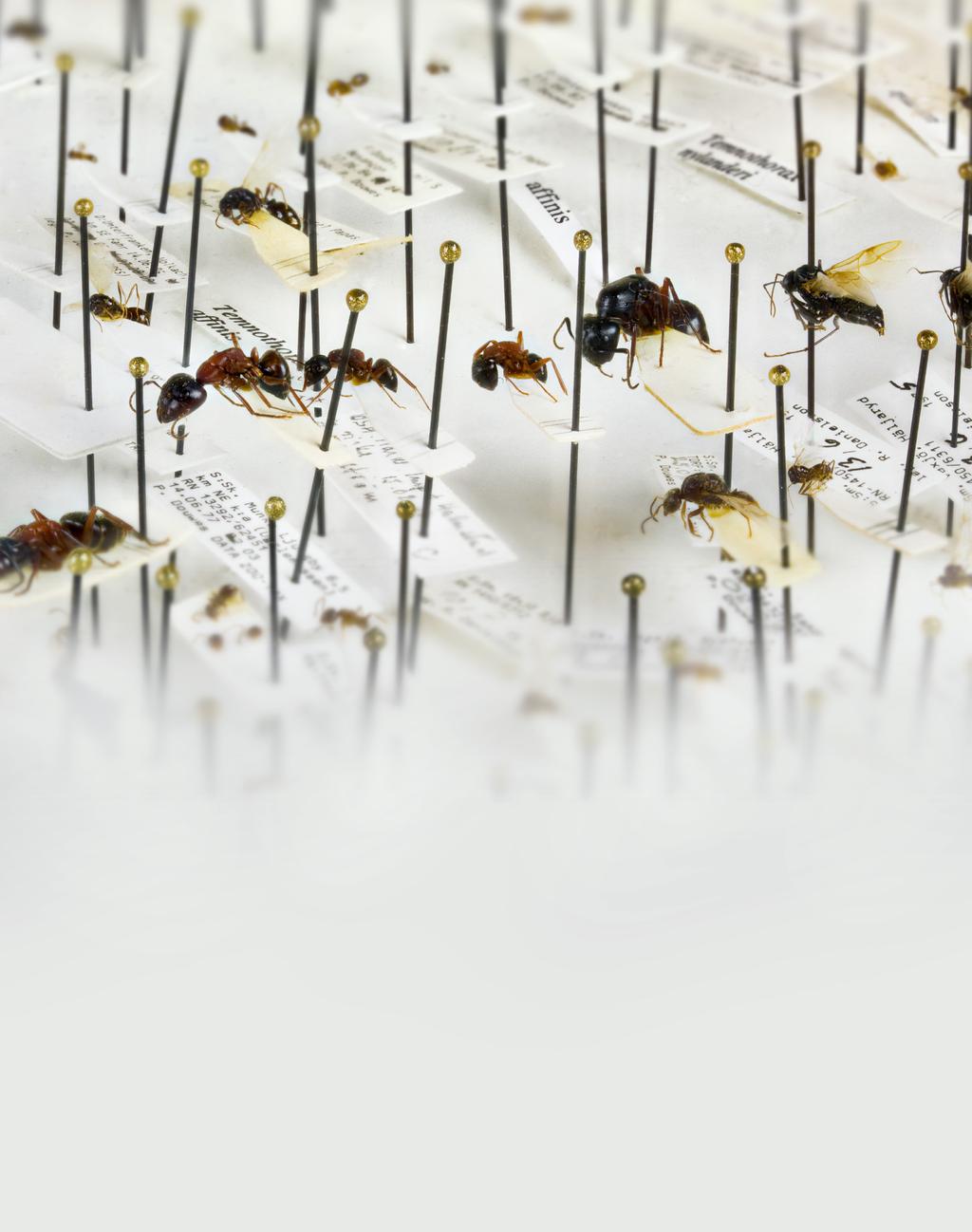 formicidae 27 Myrstudier från Linné till nutid Nya arter En dryg tredjedel av våra myrarter har beskrivits av nordbor. Linné beskrev åtta arter varav två upptäcktes i Norden långt efter hans död.