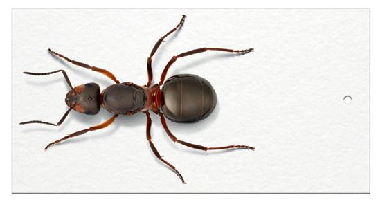 formicidae 29 För att kunna bestämmas och bevaras måste myrorna monteras eller prepareras som man brukar säga.