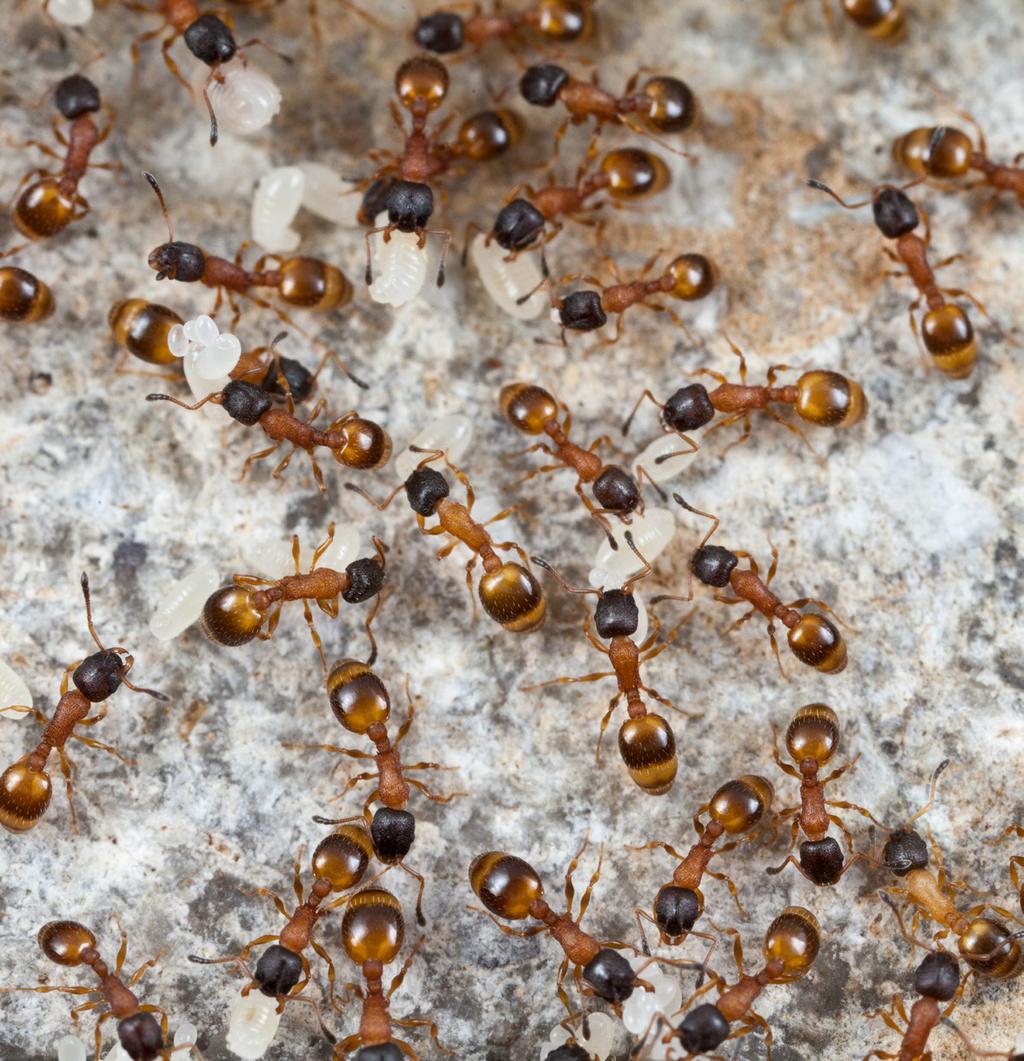 30 nationalnyckeln till sveriges flora och fauna Mörkhuvad smalmyra Temnothorax tuberum är en vanlig art som oftast bor mellan stenar på marken. utan synlig överbyggnad.
