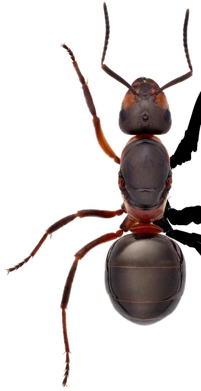 4 nationalnyckeln till sveriges flora och fauna Myrans morfologi en översikt mellanryggens främre del framrygg skutell bakrygg efterrygg petiolus 1 2 3 4 5 bakkroppssegment 1 5 röd skogsmyra, Formica