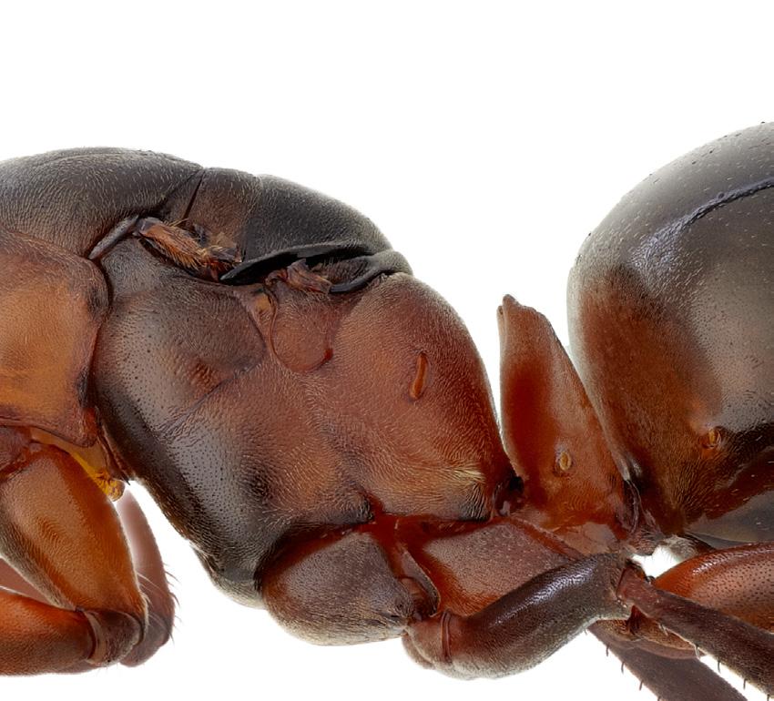 Hos alvarmyra Tapinoma ambiguum och en del andra arter i underfamiljen doftmyror (Dolichoderinae) är dock petiolus svår att se, eftersom den är mycket liten och dessutom skymd av en överskjutande