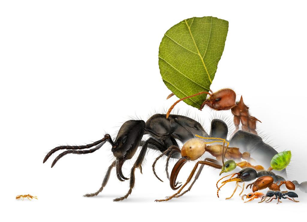 formicidae 31 med att använda sprit är att myrorna blir stelare och därmed svårare att montera.