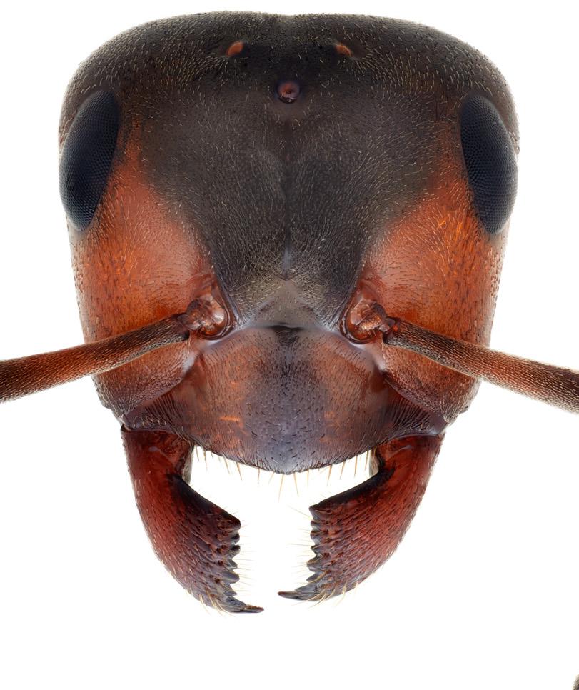 formicidae 5 punktöga hjässa huvudets bakkant tinning fasettöga kind panna pannfåra pannlist pannlob panntriangel antennsegment 1 (antennskaft) antenngrop munsköld 2 3 4 käke labialpalper