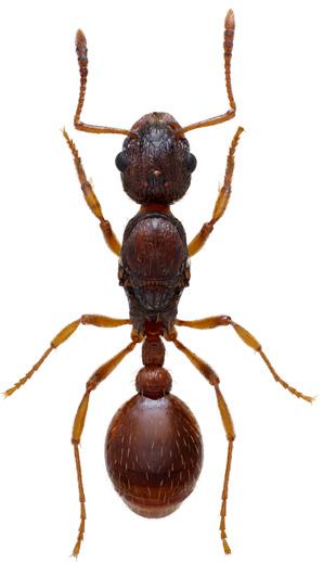 6 nationalnyckeln till sveriges flora och fauna framrygg mellanrygg efterrygg petiolus postpetiolus framrygg mellanryggens främre del skutell bakrygg efterrygg