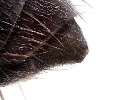 Mellan efterryggsstigmat och fästet för bakbenet sitter metapleuralkörteln som är markerad av en svag utbuktning med ett hål baktill (oftast skymt av hår) där