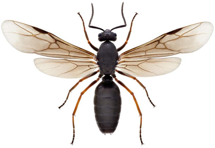 formicidae 7 framrygg mellanrygg framrygg mellanryggens främre del framrygg mellanryggens främre del efterrygg petiolus skutell bakrygg efterrygg petiolus skutell bakrygg efterrygg petiolus Bitmyror