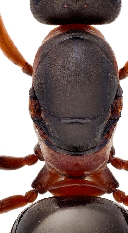De har mindre ögon, och punktögon saknas ofta. Liksom drottningarna har arbetarna med få undantag 12 antennsegment; antennskaftet samt 11 segment på antenngisslet.