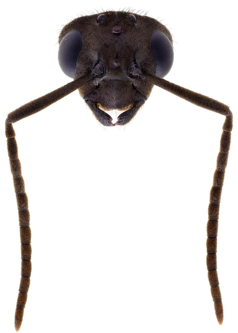 8 nationalnyckeln till sveriges flora och fauna Bakkropp (Formica) könsorgan Hanar Hanarna har vingar och en mellankropp som liknar drottningarnas.
