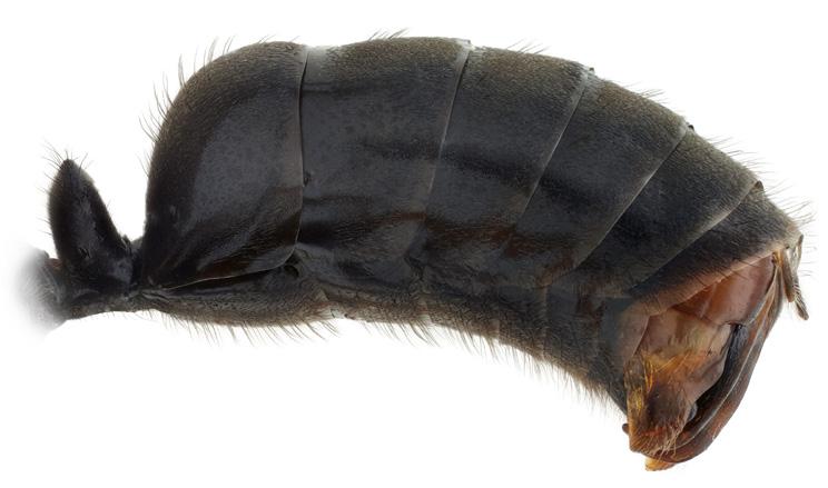 Hanarna har oftast ett litet huvud med små och smala käkar samt relativt sett större ögon och punktögon än drottningarna. De är ofta mörka till färgen (bruna till svarta), även när honorna är ljusa.