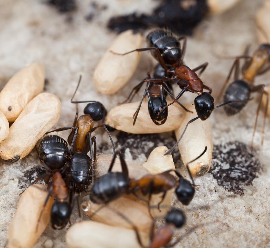 Arbetare av jordhästmyra Camponotus ligniperda vårdar kokonger. Man kan se att larverna är utvecklade till puppor inne i kokongerna eftersom myrornas kroppsdelar svagt kan skönjas.
