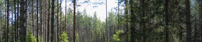 BILD FRÅN PLANOMRÅDET JUNI 2005 Tomterna ligger i ett skogsområde med närhet till hästhagar och ridstigar.