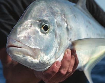 Betesfisk Tonfiskstim LÄTT ATT SKRÄDDARSY Välj låg, medel eller hög CHIRP-frekvens givare med standard eller bred