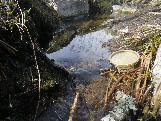 Pelagic habitat