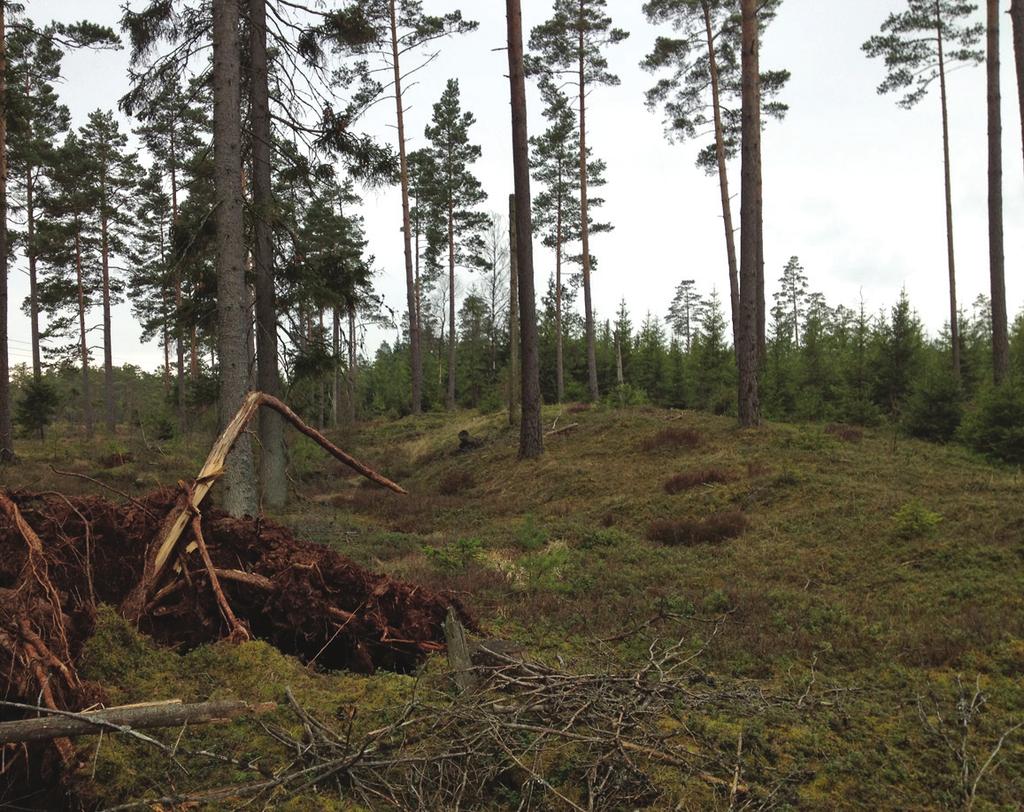 ARKEOLOGISK RAPPORT 2016:23 7 ett tiotal meter brett vilket begränsade möjligheten att leta på de topografiskt mest lämpade platserna för eventuella lämningar.