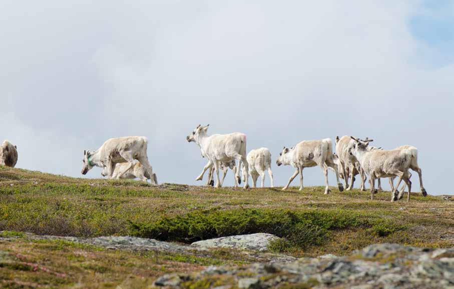 Forskningen handlar om att balansera olika intressen i södra Jämtlandsfjällen.