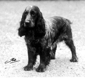 RASENS HISTORIA I STORBRITANNIEN Cocker spaniel är den mest kända och utbredda av de så kallade landspaniels, en typ av hundar som användes som stötande fågelhundar, och har sitt ursprung