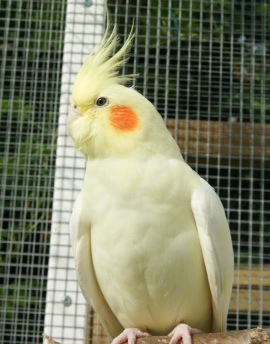 En fågel kan såklart också ha flera olika mutationer och även vara split för flera mutationer.