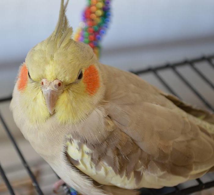 Fåglar med denna mutation kan blekna i fjäderdräkten då de utsätts för direkt solsken.