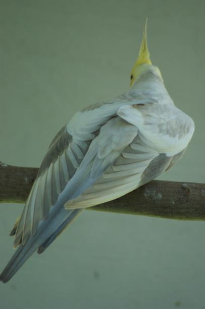 Fågelns nyans kan variera från att likna en lutino till att ha en ljus chokladliknande ton.