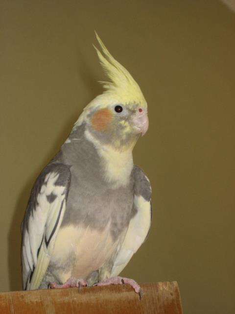 Mutationer med avvikande mönster Pied Pied (Brokig på svenska) är en recessiv mutation som påverkar det mörka pigmentet hos fågeln.