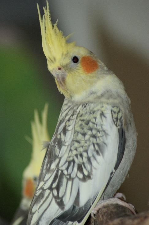 Pearl Mutationen kallas pärl på svenska, nedärvs könsbundet och påverkar varje enskild fjäder genom att reducera den grå färgen endast på delar av fjädern.