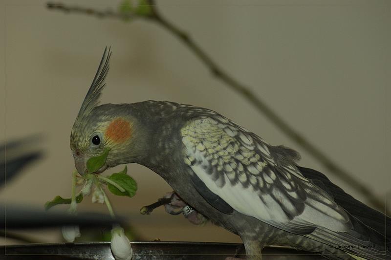 Reduceringen av grått på fjädrarna släpper fram de gula och vita färgerna och dessa nyanser varierar mellan individer, liksom antalet pärlfärgade fjädrar.