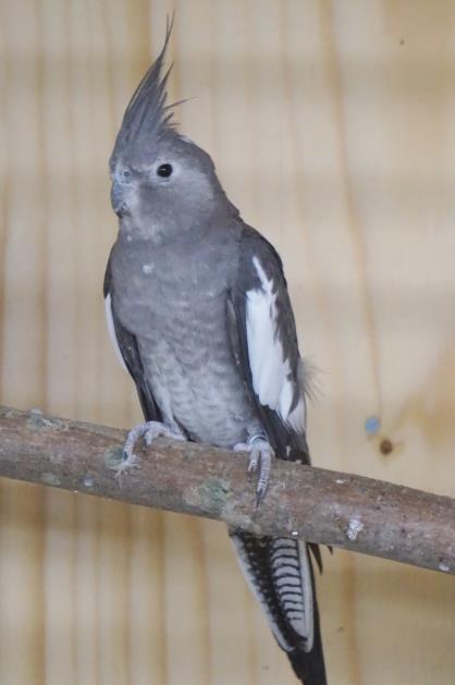 En fågel som är whiteface i kombination med brokigt blir alltså endast vit och grå.