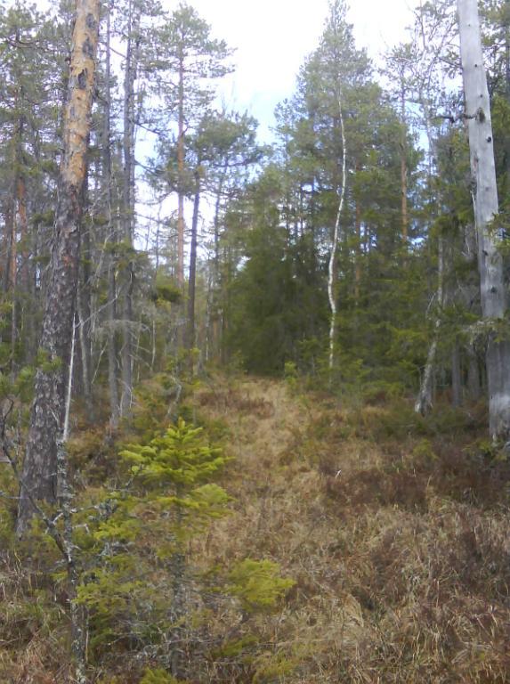 Rikkärr kan vara allt från helt öppna till att ha en krontäckning upp emot 100 % (Fig.1.). Foto: Gustav Sohlenius Foto: Nina Lans Figur 1. Exempel på olikheter i öppenhet hos fältbesökta rikkärr. Th.
