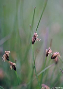 Trådfräken (Equisetum
