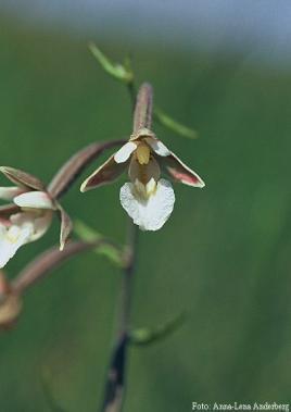 incarnata L.