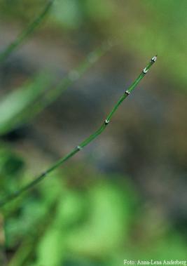 maculata L.